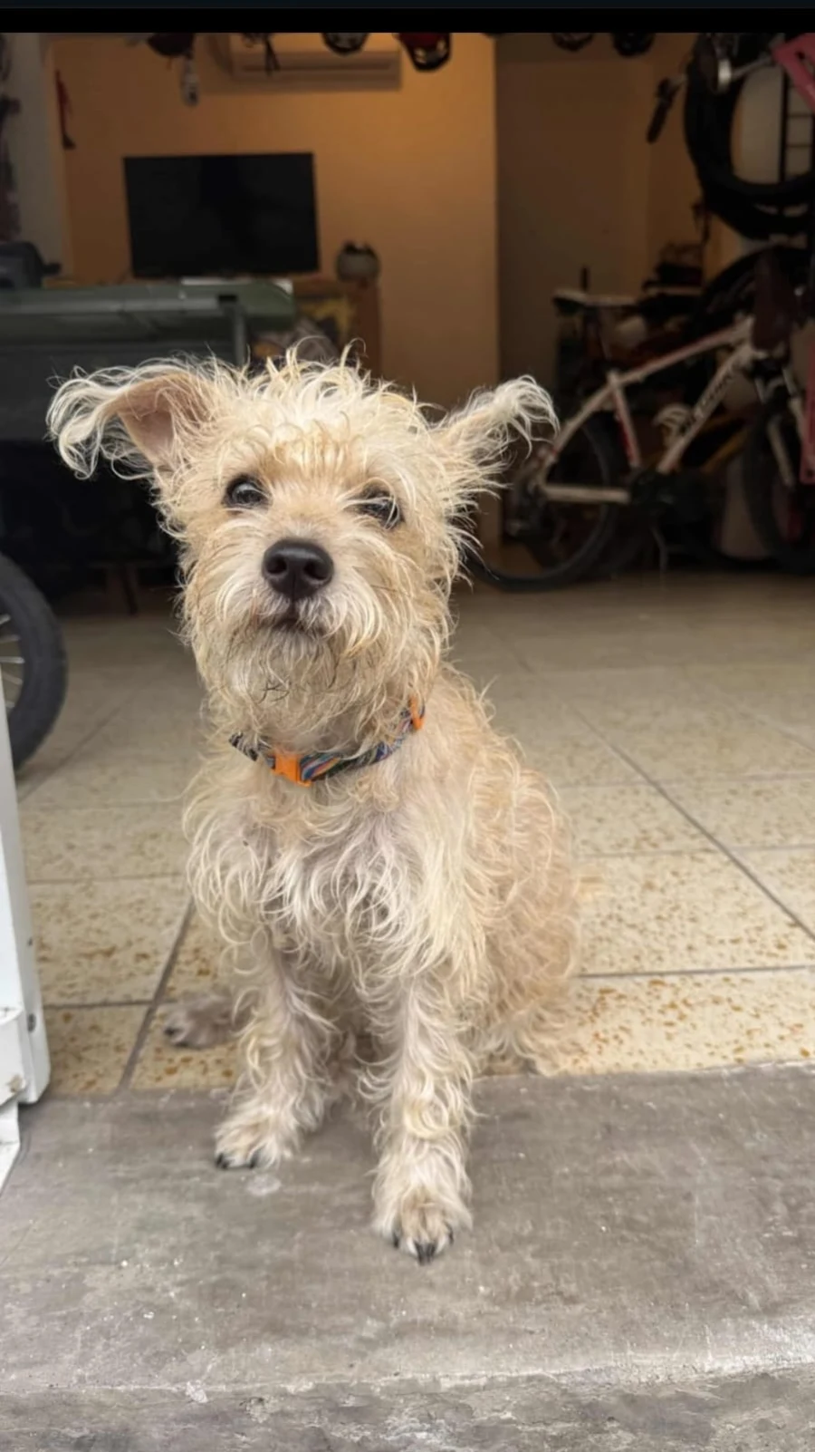 Cleta, la perrita de Flor